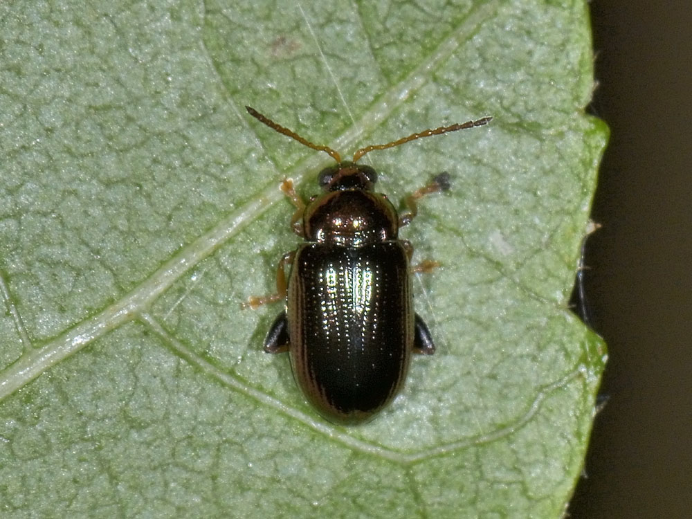 Crepidodera sp. (Chrysomelidae)